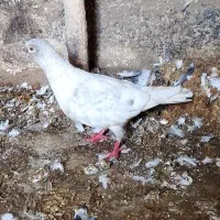 پنج عدد کفتر