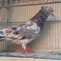 کبوتر سرور و کبوتر طوقی