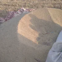 فروش جو بذری درجه یک شش پر
