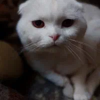 اسکاتیش نر