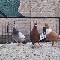 ۶تا رنگی قواره دار، ۱۲ تا المانی ارازل و جنگنده