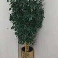 درختچه نونو