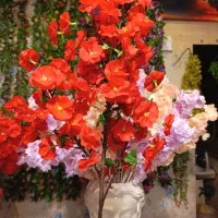 گل شکوفه خارجی