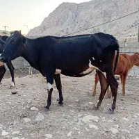 2راس گاو با گوساله