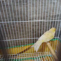 قناری ماده آماده