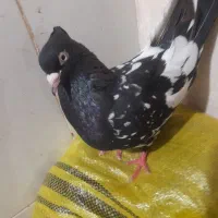 کبوتر|پرنده|مسجد سلیمان, |دیوار