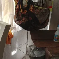 قفس عروس هلندی