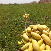 خربزه مشهدی