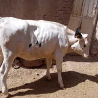 گاو|حیوانات مزرعه|جلگه ماژان, |دیوار