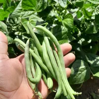 لوبیا سبز تازه