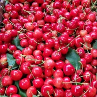 فروش گیلاس محلی.ارگانیک