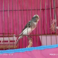 قناری ماده آماده جفت