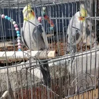 عروس هلندی3000000