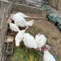 فروش 27عدد بوقلمون