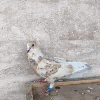 کفتر جوجه شازده