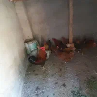 ۱۴عدد مرغ و۱عدد خروس عالی