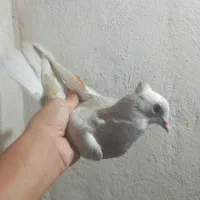 کفتر