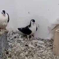 ۱۰۰۰۰۰۰|پرنده|مشهد, امیریه|دیوار