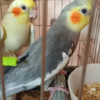 عروس هلندی زیبا