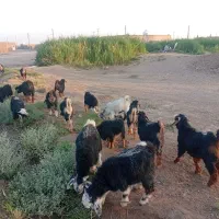 بز در حیوانات
