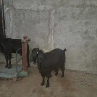 بز داشتی بدره