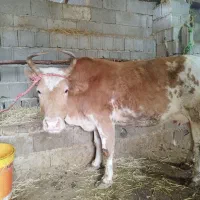 گاو و گوساله ماده و تلم