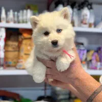 مالاموت سفید برفی