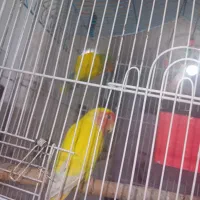 یک جفت طوطی برزیلی