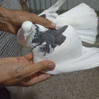 کبوتر بسیار عالی زاد دار پرشی