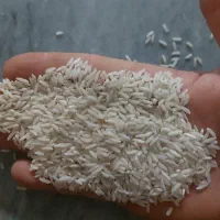 برنج درجه یک هاشمی .تحویل رایگانی نمونه ۱ کیلویی