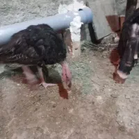 جوجه بوقلمون برنز