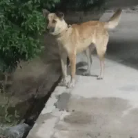 سگ نگهبان