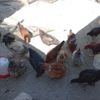 مرغ و خروس