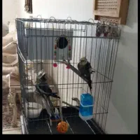 قفس پرنده