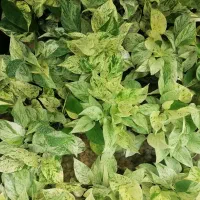 پتوس مرمری / فروش انواع گل و گیاه