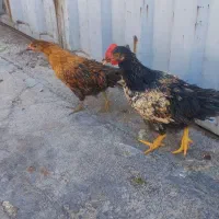 جوجه مرغ و خروس محلی