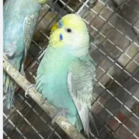 مرغ عشق گمشده
