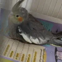 جوجه عروس هلندی ۱ماه
