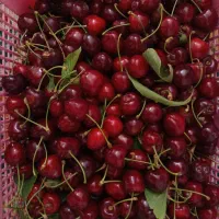 گیلاس تک دانه و آلبالو اورگانیک