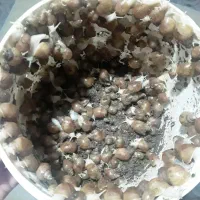 حلزون ازیک سانت تا۲۰سانت