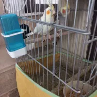 جفت عروس هلندی
