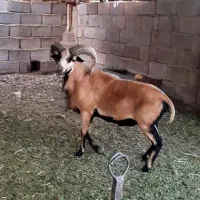 فروش ۲ راس میش رومانف جوان و چندقلوزا