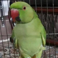 پذیرش و قبول سرپرستی هر نوع پرنده ای