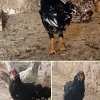 خروس گلین /جوجه مرغ گلین/مرغ بلک استار