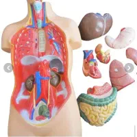 مولاژ نیم تنه آناتومی بدن بزرگ