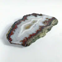 شجر ژئود دار