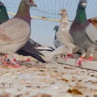 27تا کفتر قلدور بزن بهادور به شرط پرش