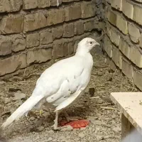 مرغ هلندی سفید نژاد  تخم گذار