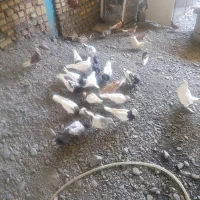 کفتر|پرنده|مشهد, پارک کوهستان|دیوار