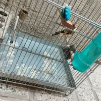 سهره